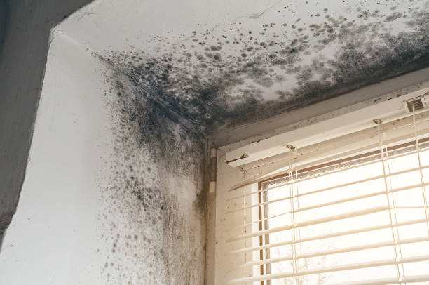 Affordable Attic Mold Remediation solutions in Oak Hall, VA